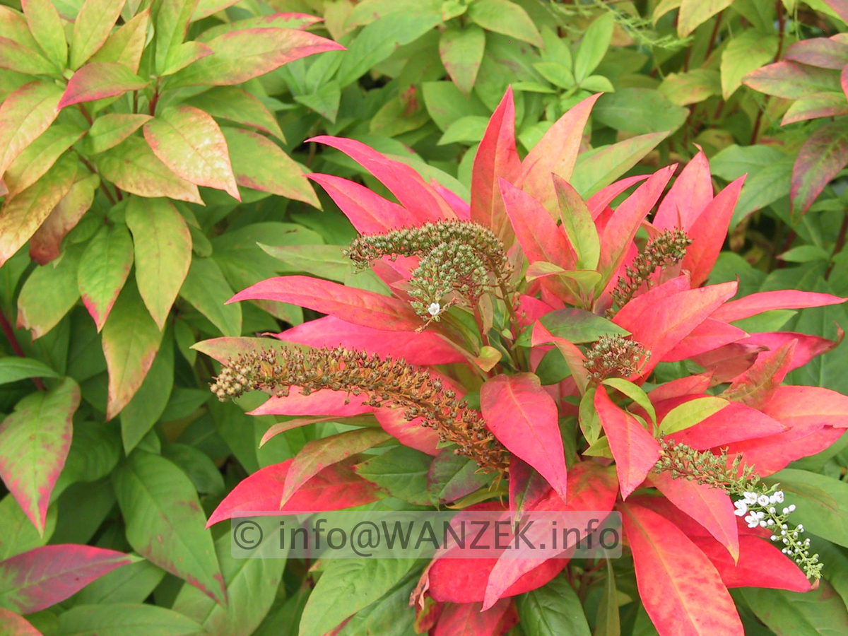 Lysimachia clethroides - Herbst 02.JPG